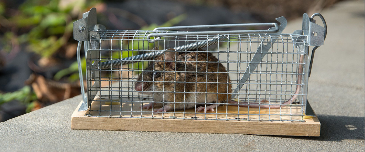 un rat dans une cage